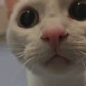 Photo of Meow Meow