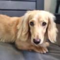 Photo of Samson