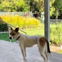 Photo of Mooki   1 Year Old Terrier X (Trial)