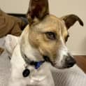 Photo of Mooki   1 Year Old Terrier X (Trial)