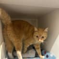 Photo of Mango