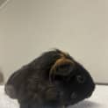 Photo of Nibbles 