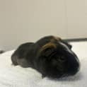 Photo of Nibbles 