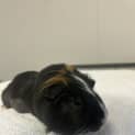 Photo of Nibbles 