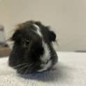 Photo of Nibbles 