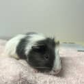Photo of Muffin