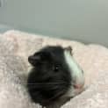 Photo of Muffin