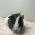 Photo of Muffin