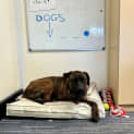 Photo of Wesson