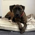 Photo of Wesson