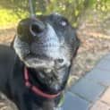 Photo of Trixie