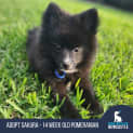 Photo of Sakura 14 Week Old Pomeranian (Trial)