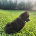 Photo of Sakura 14 Week Old Pomeranian (Trial)