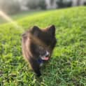 Photo of Sakura 14 Week Old Pomeranian (Trial)