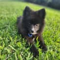 Photo of Sakura 14 Week Old Pomeranian (Trial)