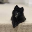 Photo of Sakura 14 Week Old Pomeranian (Trial)
