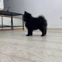Photo of Sakura 14 Week Old Pomeranian (Trial)