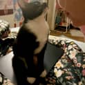 Photo of Skitten & Vision