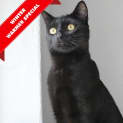 Photo of Laszlo