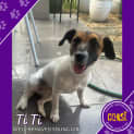 Photo of Ti Ti
