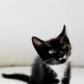 Photo of Neo