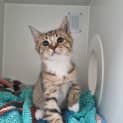 Photo of Reto