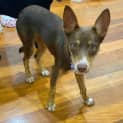 Photo of Banjo   5 Month Old Kelpie X (Trial)