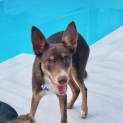 Photo of Banjo   5 Month Old Kelpie X (Trial)