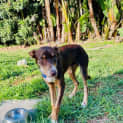 Photo of Banjo   5 Month Old Kelpie X (Trial)