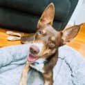 Photo of Banjo   5 Month Old Kelpie X (Trial)