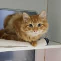 Photo of Nugget