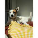 Photo of Nova
