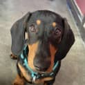 Photo of Arlo