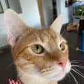 Photo of Tigger
