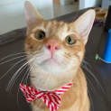 Photo of Tigger