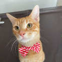 Photo of Tigger