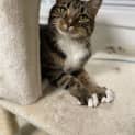 Photo of Brooklyn (Formerly Edwardo)