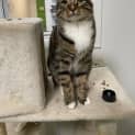 Photo of Brooklyn (Formerly Edwardo)