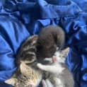 Photo of Tiefling **2nd Chance Cat Rescue**