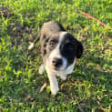 Photo of Bruno