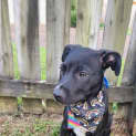 Photo of Fergus