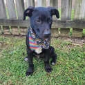 Photo of Fergus
