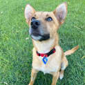 Photo of Stella