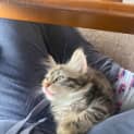Photo of Druid **2nd Chance Cat Rescue**