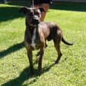 Photo of Widget