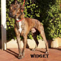 Photo of Widget