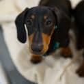 Photo of Arlo