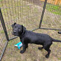 Photo of Gooseberry