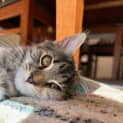 Photo of Daphne