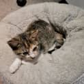Photo of Lucy